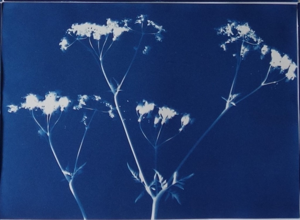 Awesome things you can do with cyanotype process. – Maverick Beyond